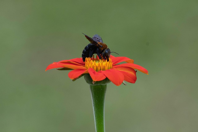 Free Flower Bee photo and picture