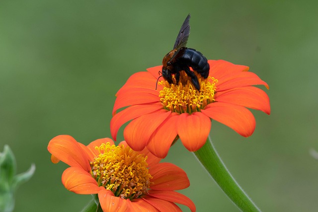 Free Flower Bee photo and picture