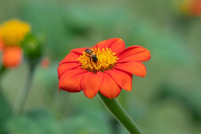 Free Flower Bee photo and picture