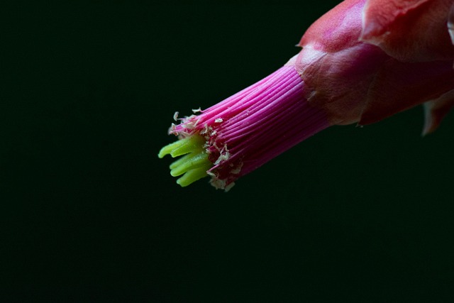 Free Cactus Flower Beautiful Flowers photo and picture