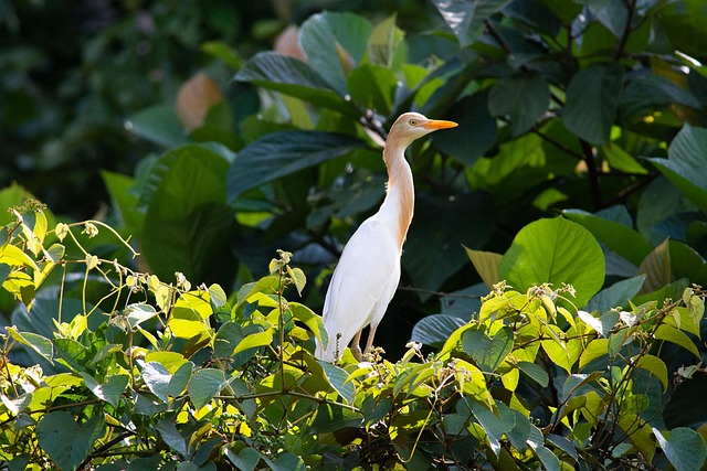 Free Egret Bird photo and picture