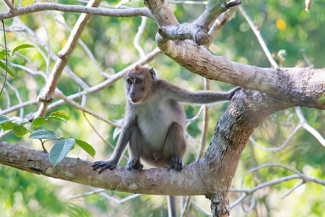 Free Monkey Wild Monkey photo and picture