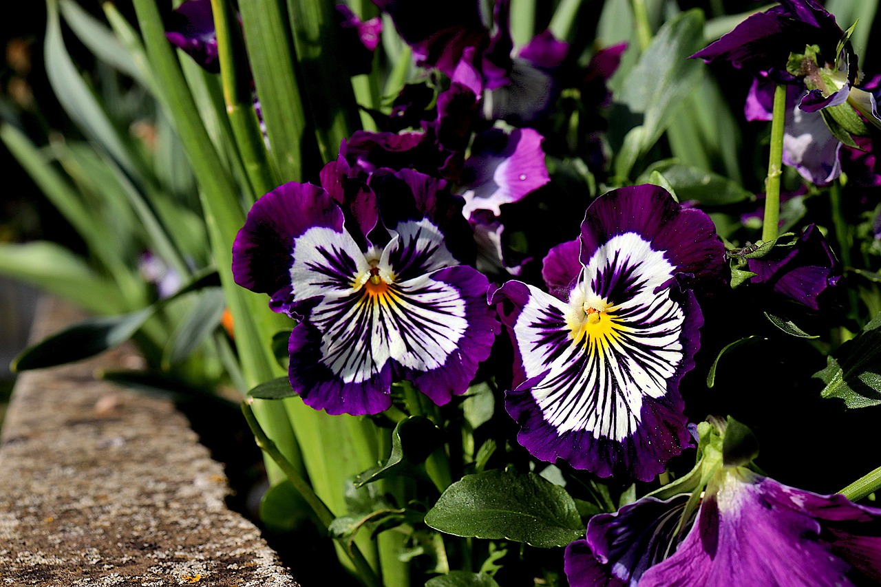 https://cdn.pixabay.com/photo/2022/04/28/20/08/pansies-7161932_1280.jpg