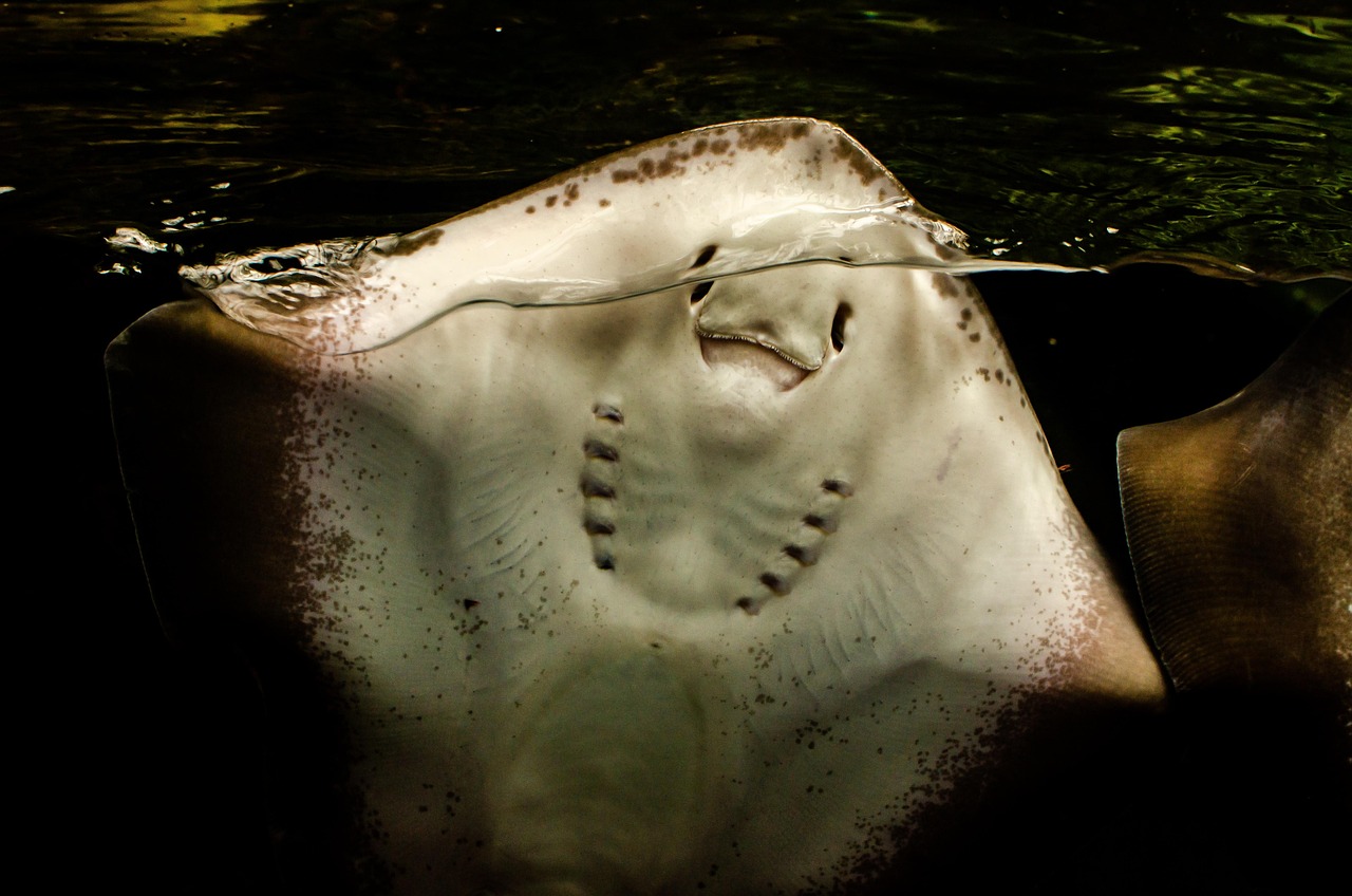 1+ Free Stringray & Tank Images - Pixabay