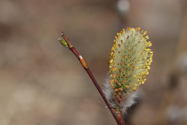 Free Willow Catkin photo and picture