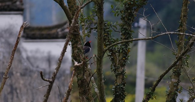 Free Bird Tree photo and picture