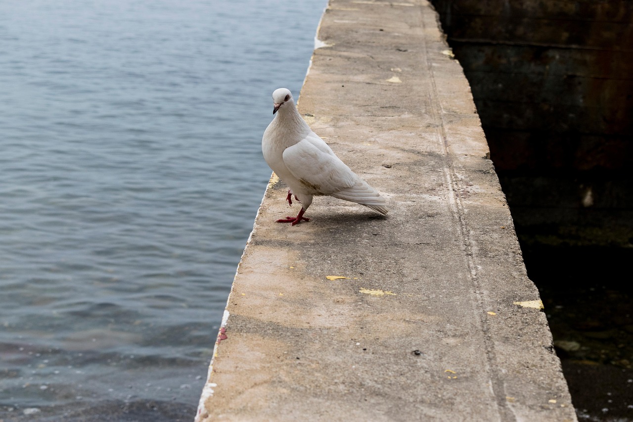 oiseau de bord de mer