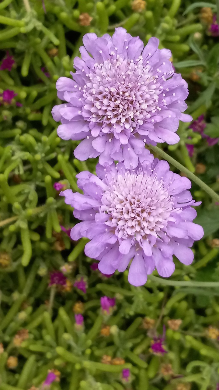 Purple Flowers Garden Free photo on Pixabay Pixabay