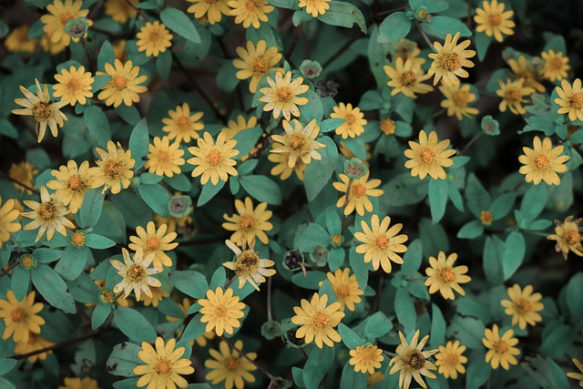 Free Flowers Yellow Flowers photo and picture