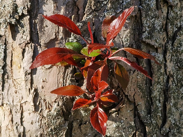 Free Baum Leaves photo and picture