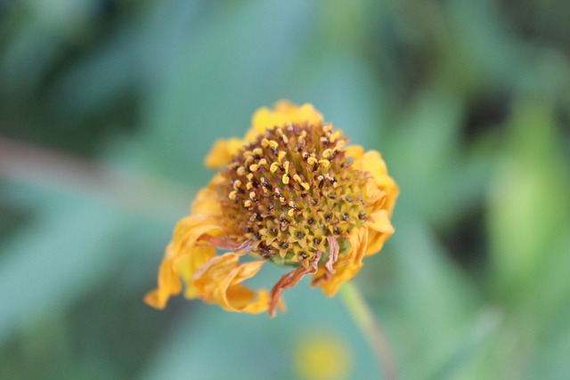 Free Flower Wilted Flower photo and picture