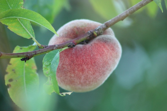 Free Fruit Peach photo and picture