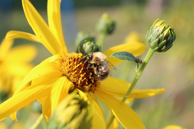 Free Meadow Nature photo and picture