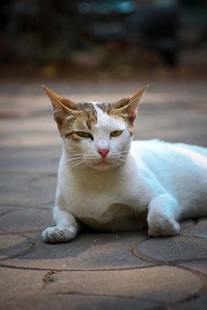 แมว, สัตว์เลี้ยง, สัตว์, ธรรมชาติ, ขน