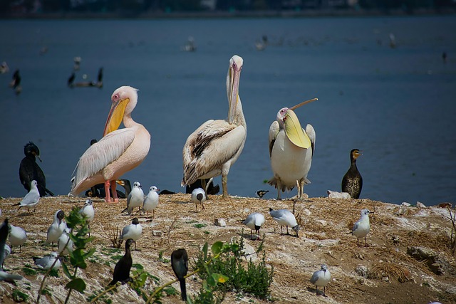 นกกระทุง, สีขาว Pelicans, นก, อินเดีย