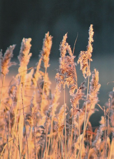 Free Autumn Nature photo and picture