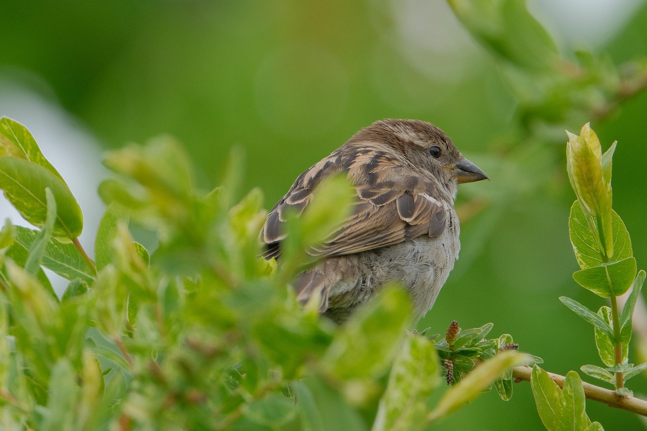 https://cdn.pixabay.com/photo/2022/04/29/09/32/sparrow-7163051_1280.jpg