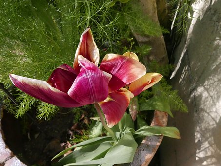 Tulipan, Natura, Kwiat, Wiosna, Doniczka