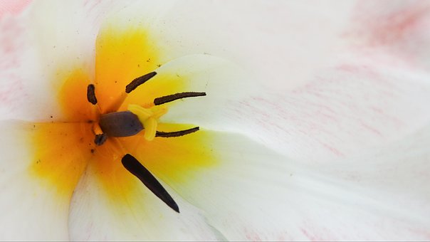 Blume, Blütenstern, Blütenstand, Blüte