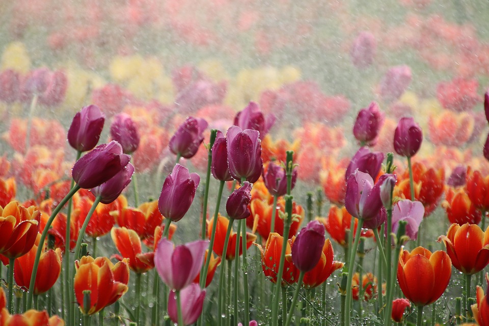 tulips-7163598_960_720.jpg