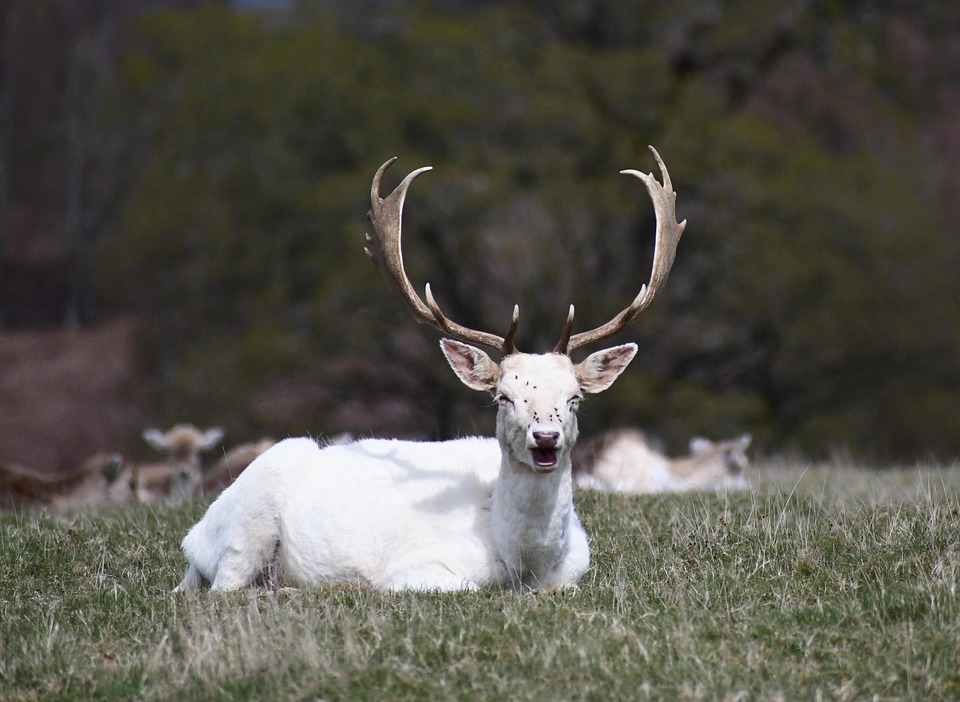 Deer Hart Grass Free photo on Pixabay