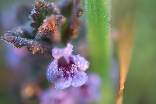 Orchideen, Blume, Schöne Blumen