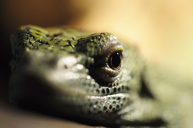 Free Eye Frog photo and picture