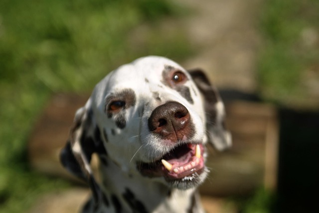 Free Animal Dog photo and picture