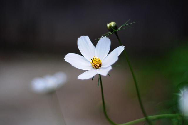 Free Flower Flower Wallpaper photo and picture