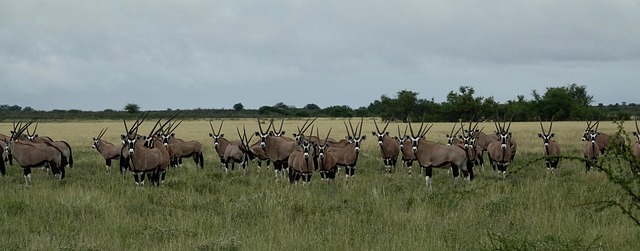 Oryx, Afrika, Kalahari, Botswana