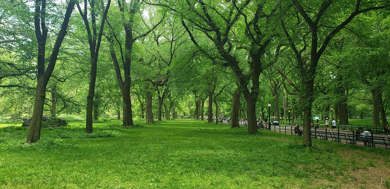 Central Park Trees - Free photo on Pixabay - Pixabay