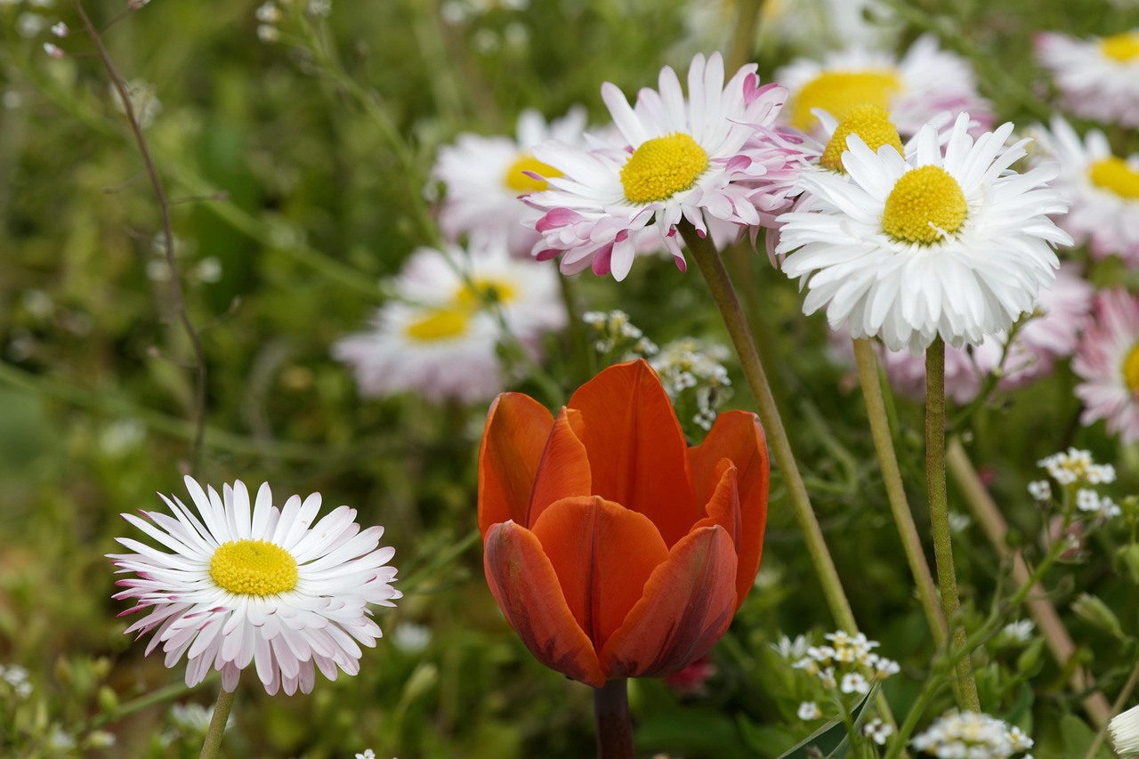 Tulip Daisies Flowers - Free photo on Pixabay - Pixabay