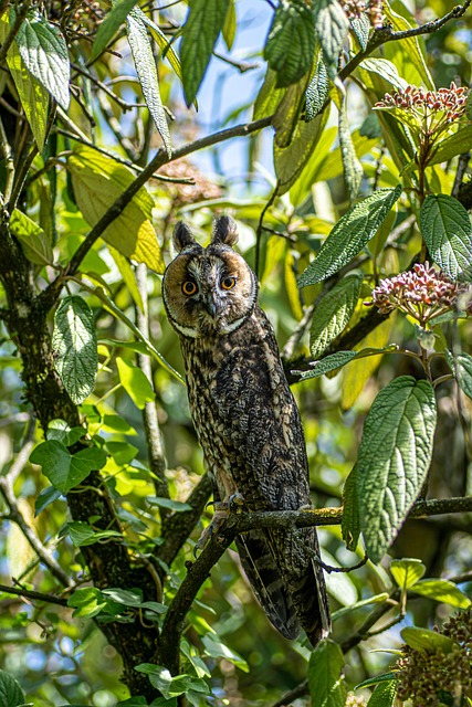Long-Eared Owl, Ugle, Fugl, Dyr, Rovfugl