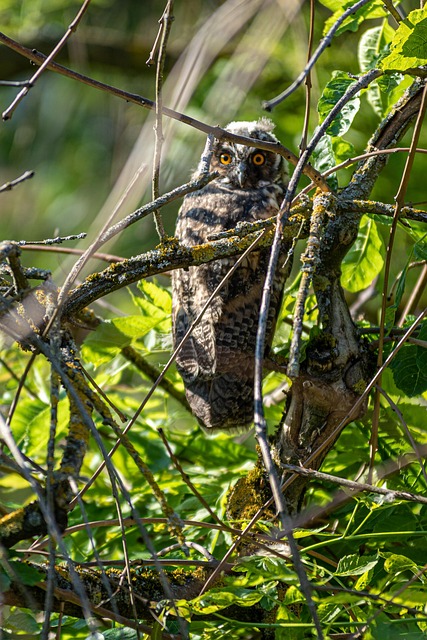 Long-Eared Owl, Ugle, Fugl, Dyr