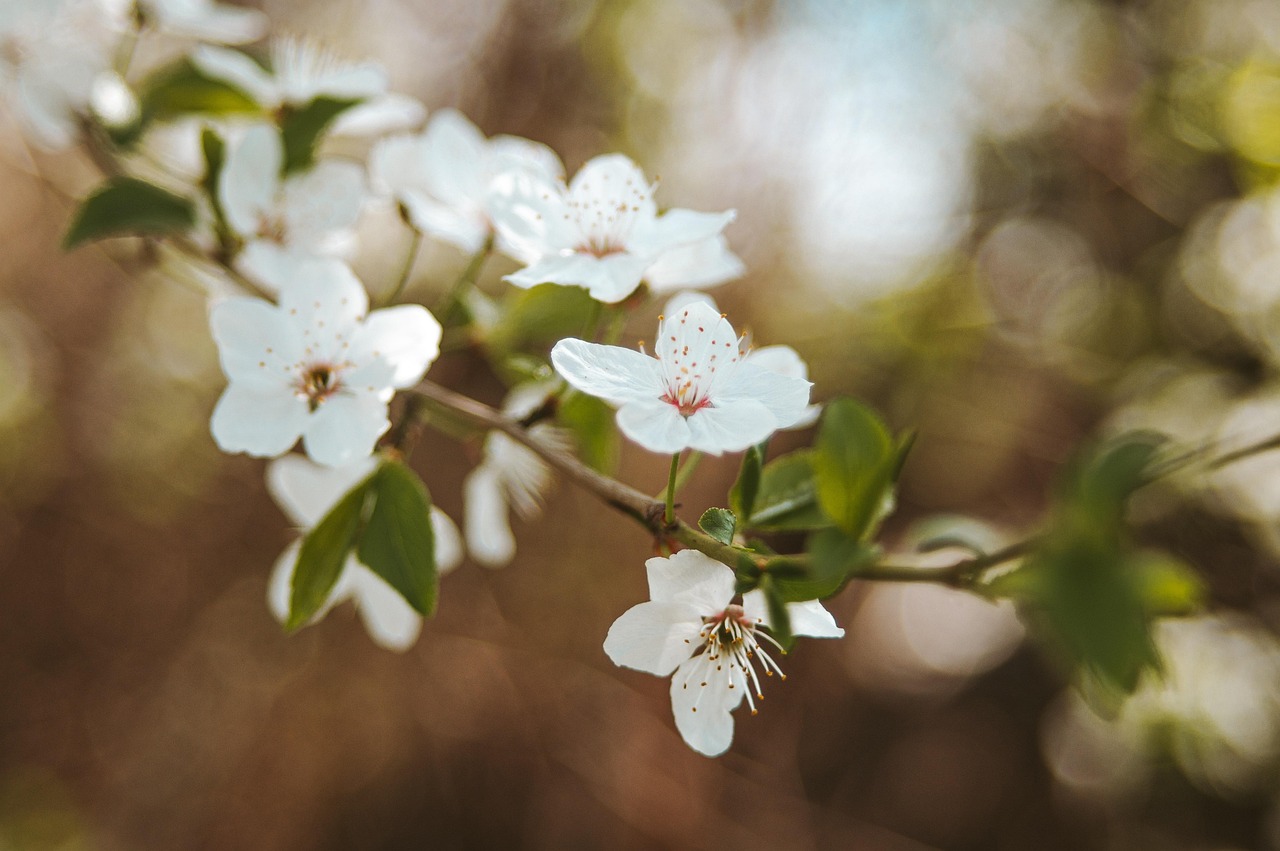 Plum Blossoms - free online jigsaw puzzle photo