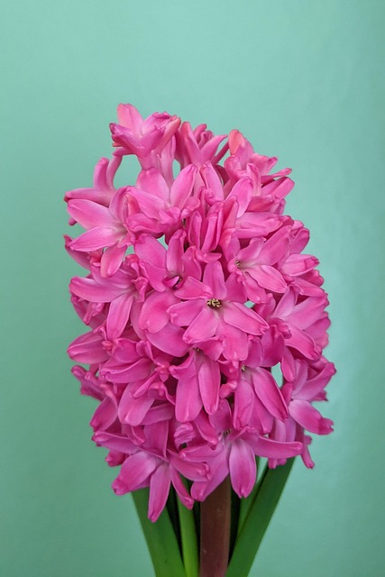 Hyacint, Lyserød, Blomster, Blomstre