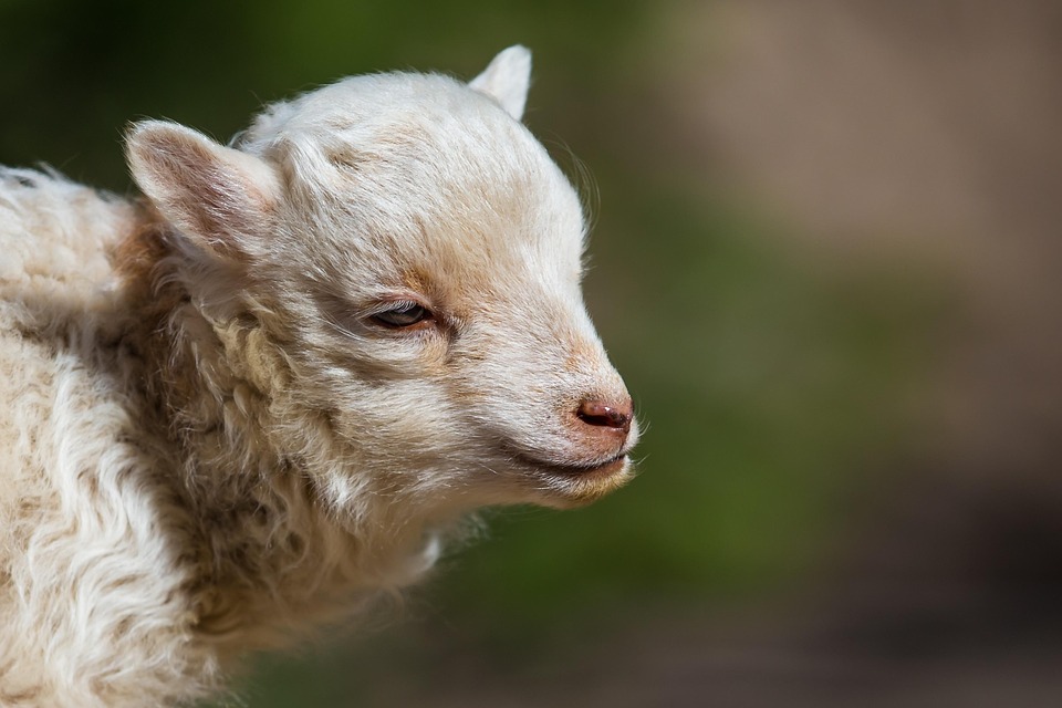 Sheep Lamb Animal Free photo on Pixabay