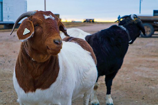 Animal, Granja, Cabra, Mamífero, Porra