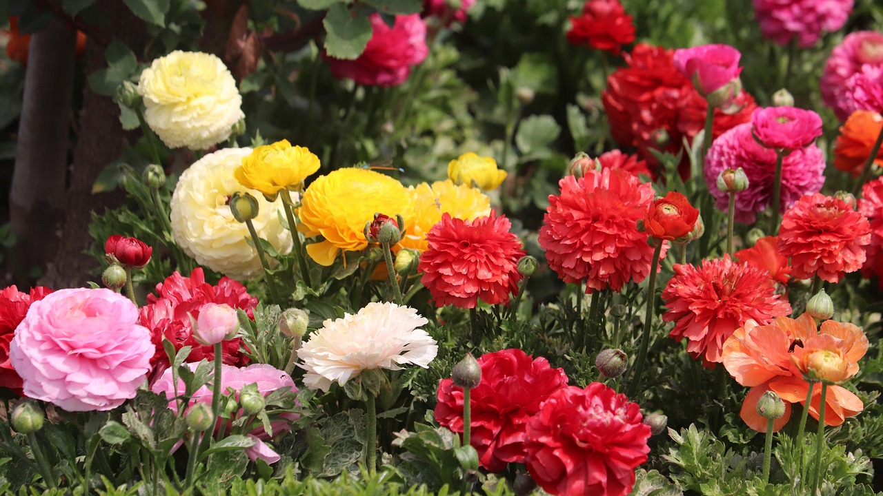 Fleurs Jardin Le Printemps Photo Gratuite Sur Pixabay Pixabay