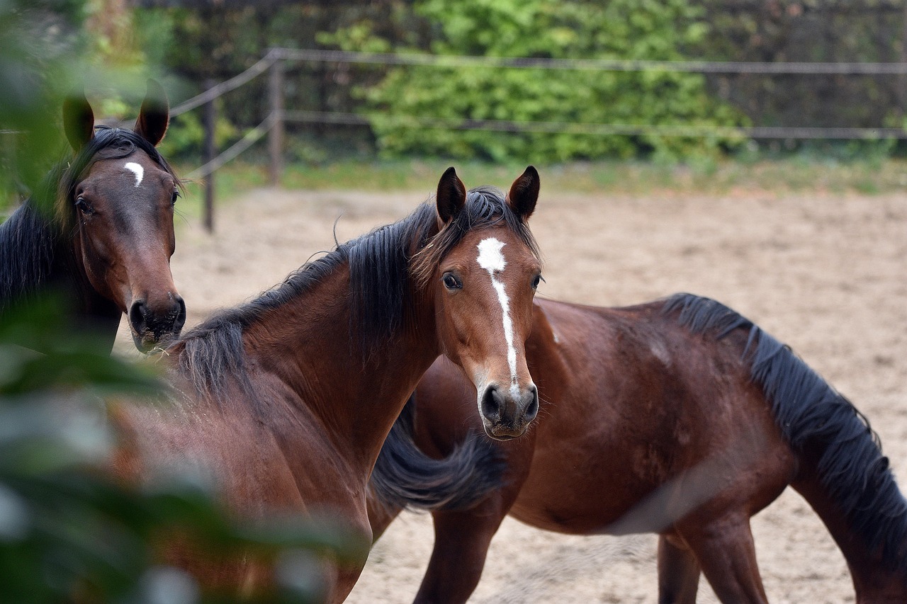 Horses Paddock Farm - Free photo on Pixabay - Pixabay