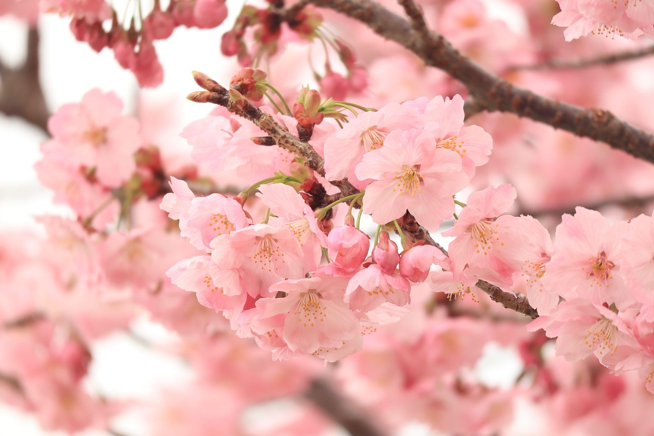 Fleurs De Cerisier Sakura - Photo gratuite sur Pixabay - Pixabay