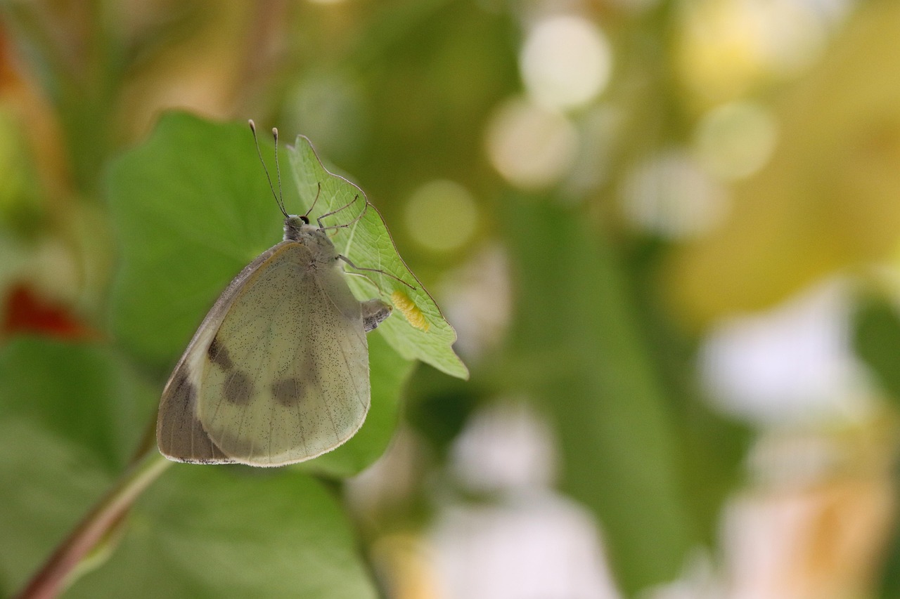Pieris Mannii Butterfly Insect - Free photo on Pixabay - Pixabay