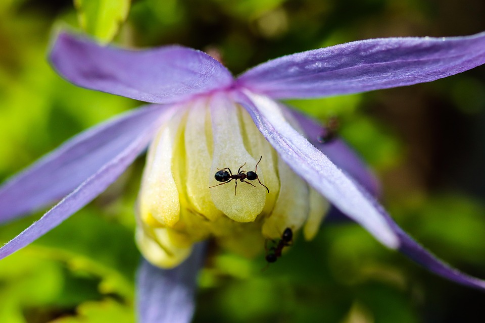 Clematis Furnică Floare - Fotografie gratuită pe Pixabay - Pixabay