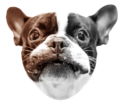 Free Dog Cool Dog illustration and picture