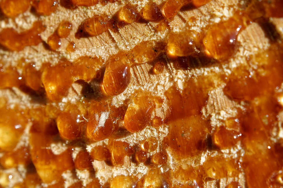 Tree Resin Sap Nature Free photo on Pixabay Pixabay