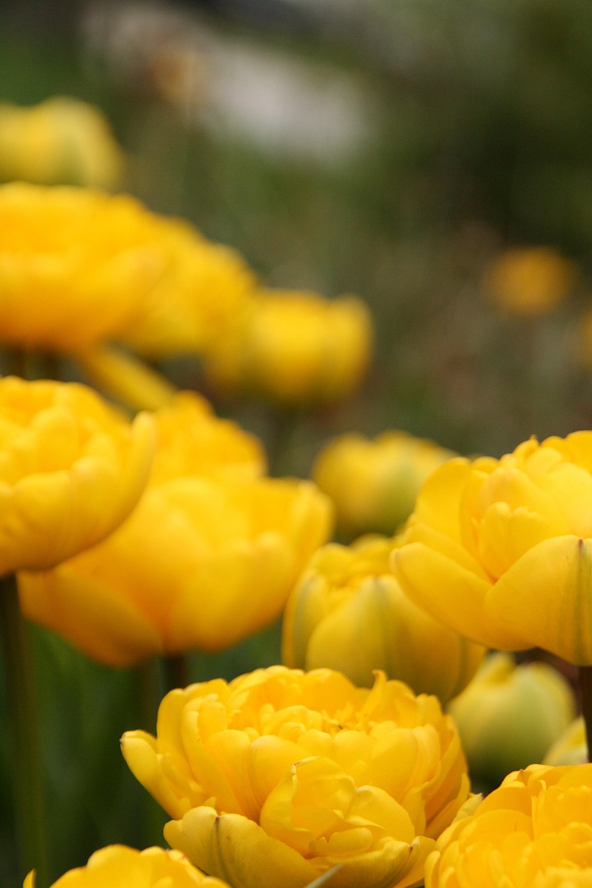 Flowers Tulips Yellow Free photo on Pixabay Pixabay