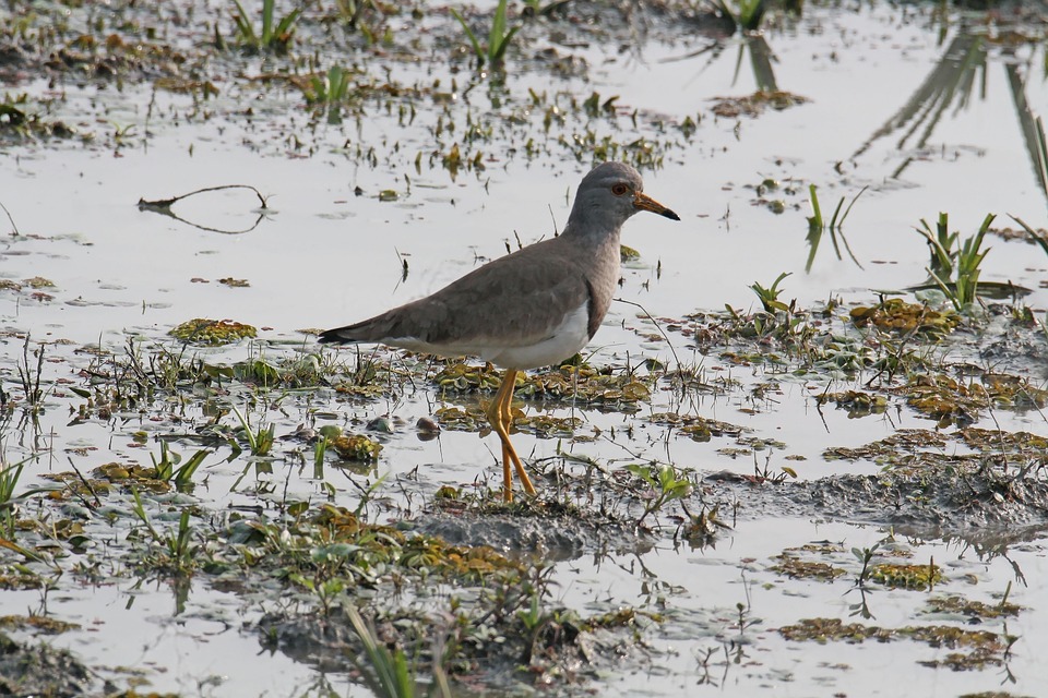 Rallen Bird Wetland Marsh - Free photo on Pixabay