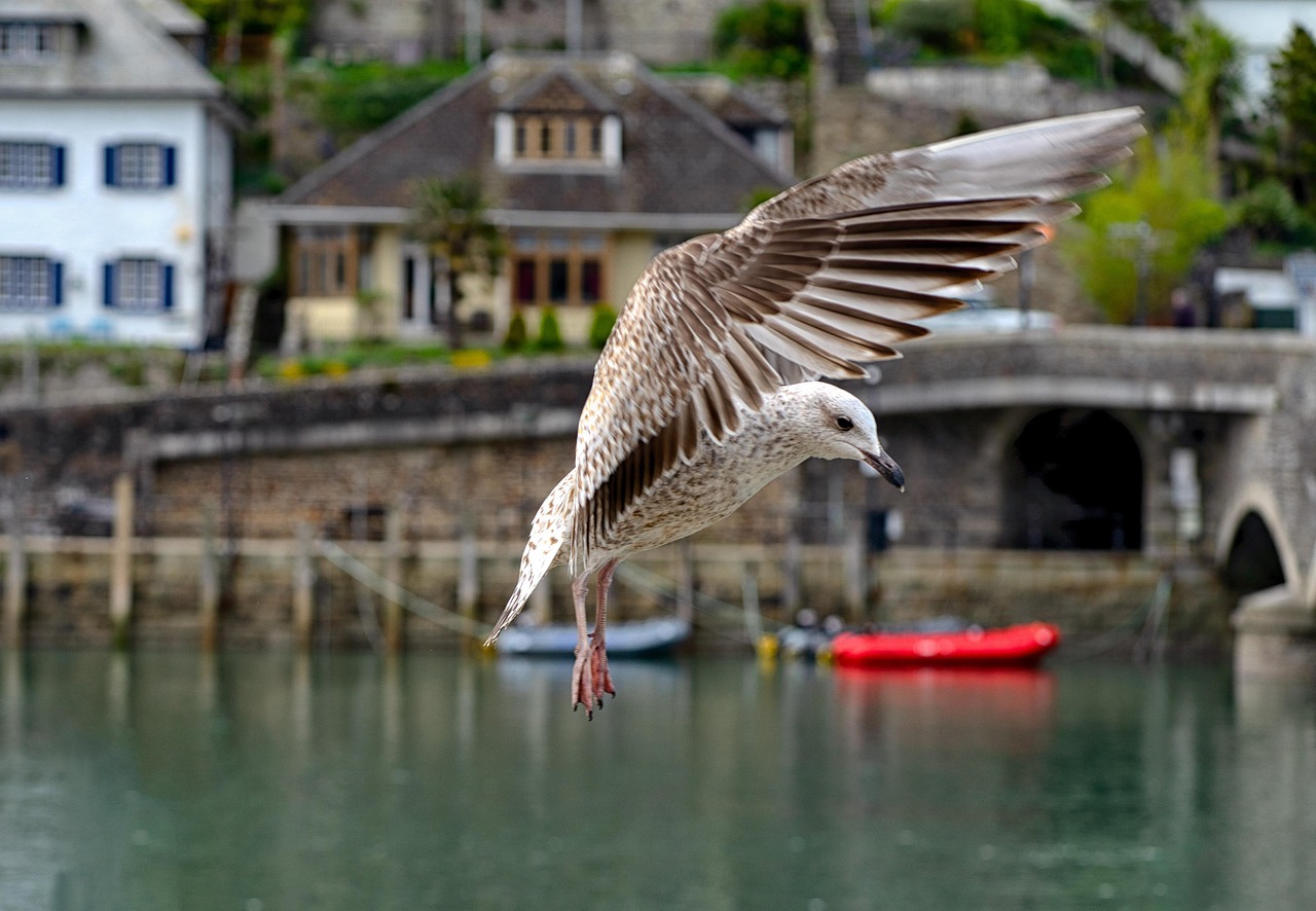 https://cdn.pixabay.com/photo/2022/04/30/18/00/seagull-7166080_1280.jpg