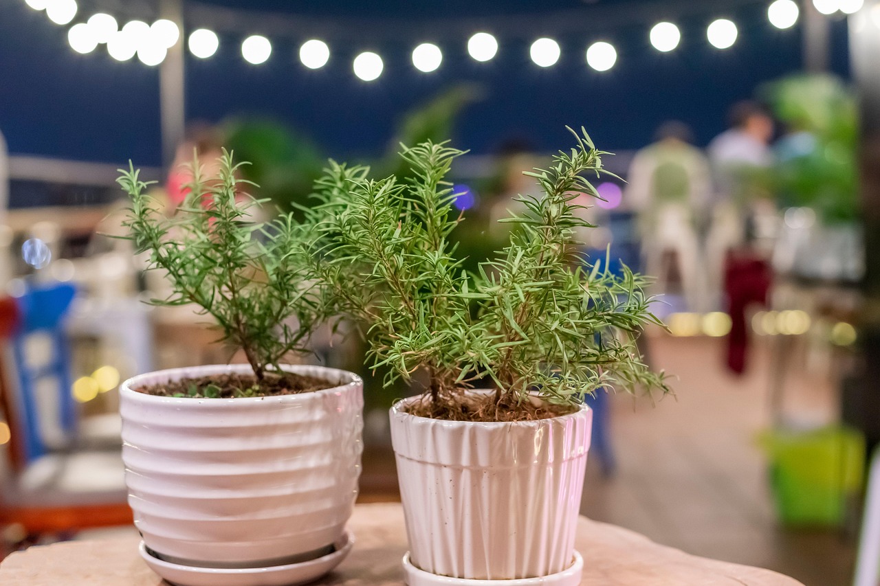 rosemary, plants, pots, nature, herbs, potted plants, lights