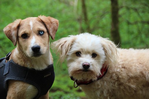 Free Dogs Hybrids photo and picture